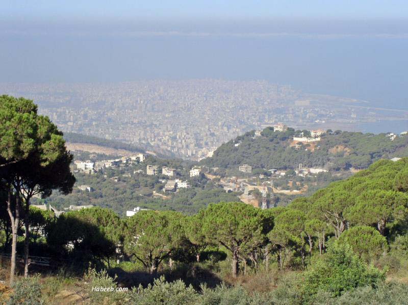 Lebanese Pine Trees